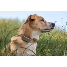 Tractive GPS DOG 6
