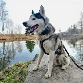 Dogtrace Tracker pro psy DOG GPS ultra