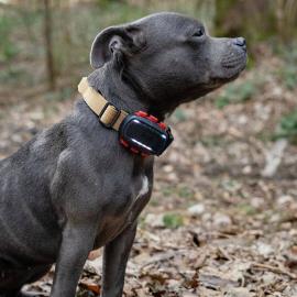 Dogtrace Tracker pro psy DOG GPS ultra