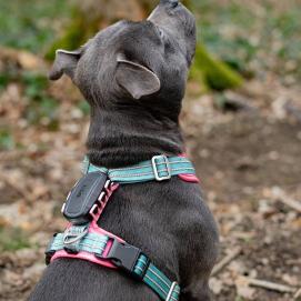 Dogtrace Tracker pro psy DOG GPS ultra