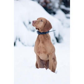 Vyhledávací zařízení DOG GPS X20 orange