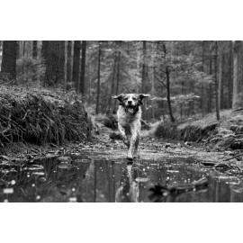 Satelitní GPS lokátor DOGtrace ™ DOG GPS X30 - bez výcvikového modulu