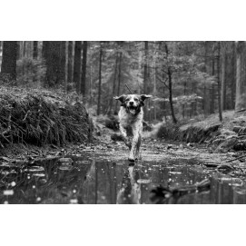 Satelitní GPS lokátor Dogtrace DOG GPS X30T - s výcvikovým modulem