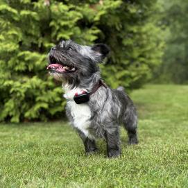 Dogtrace DOG GPS mini