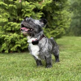 Dogtrace DOG GPS mini