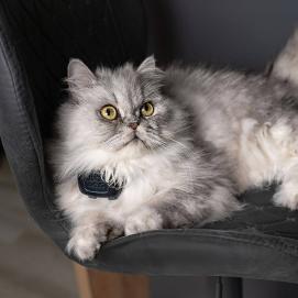 Dogtrace DOG GPS mini