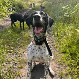 Elektronický výcvikový obojek pro psy d-control edge 450 ONE