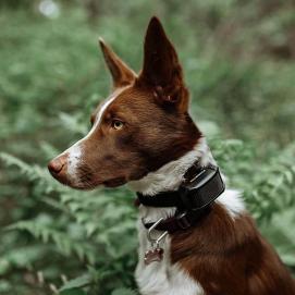 Elektronický výcvikový obojek pro psy d-control Edge 250R s prstýnkovým ovladačem