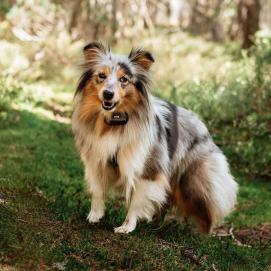 Elektronický výcvikový obojek pro psy d-control Edge 250R s prstýnkovým ovladačem