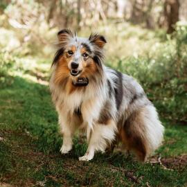 Elektronický výcvikový obojek pro psy d-control Edge 650R s prstýnkovým ovladačem