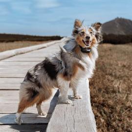 Elektronický výcvikový obojek pro psy d-control Edge 250R ONE s prstýnkovým ovladačem