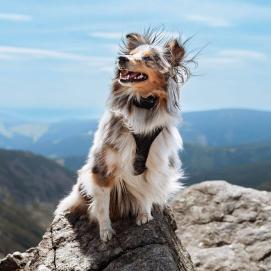 Elektronický výcvikový obojek pro psy d-control Edge 250R ONE s prstýnkovým ovladačem