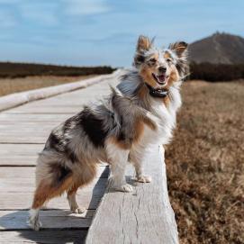 Elektronický výcvikový obojek pro psy d-control Edge 450R ONE s prstýnkovým ovladačem