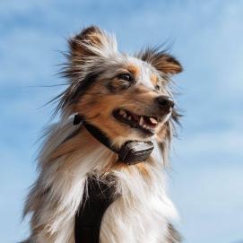 Elektronický výcvikový obojek pro psy d-control Edge 450R ONE s prstýnkovým ovladačem